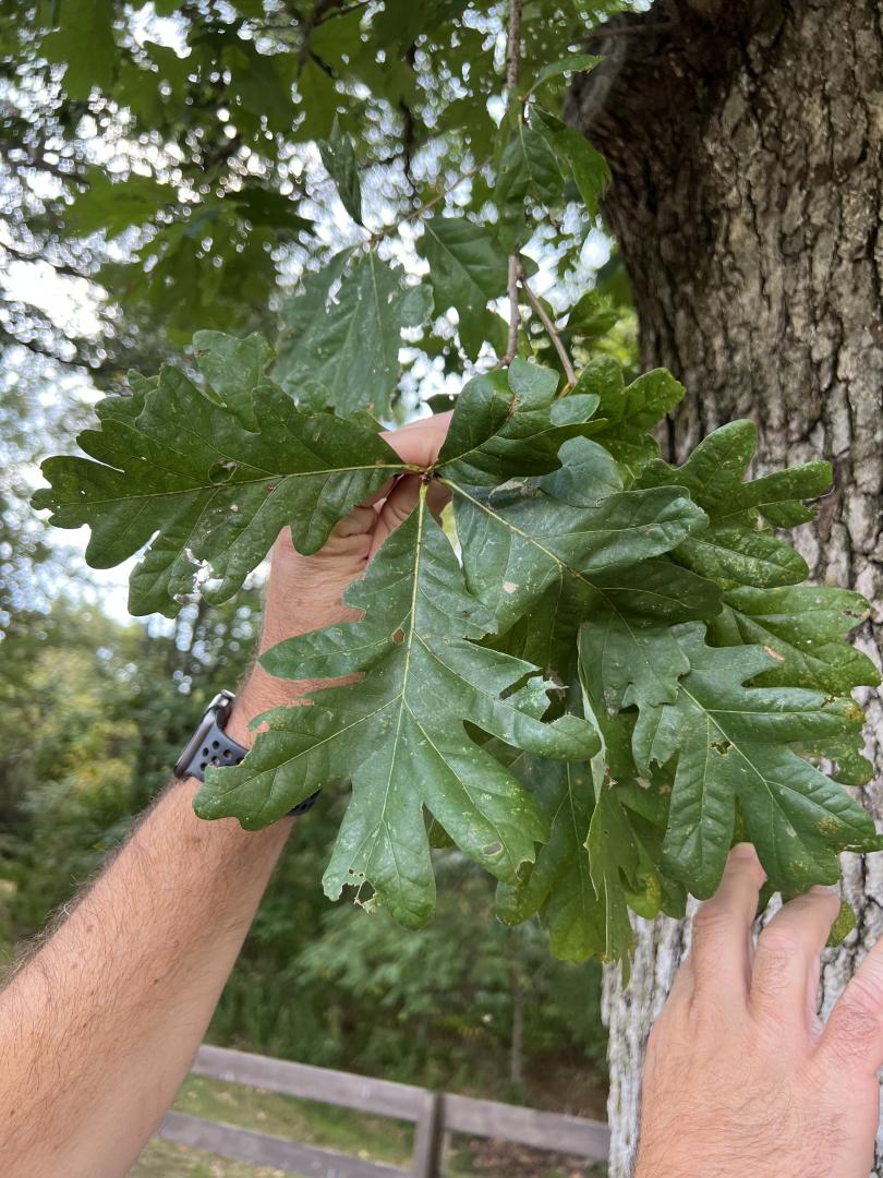 White oak leaves White oak leaves